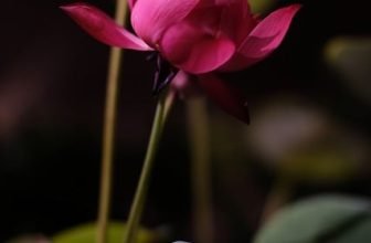 Het effect van bloemcadeaus op gastvrijheid en sfeer